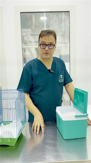 Intervet Veterinary Clinic on Instagram: "Hamsters can get ticks and fleas too — here’s how to protect and prevent them for a happy, healthy little pet. #IntervetClinic #HamsterCare #TicksAndFleas #SmallPetHealth #PetWellness #HamsterLove #PetCareUAE #VetClinicUAE #HealthyPets"