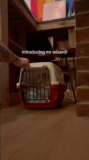Introducing mr wizard!