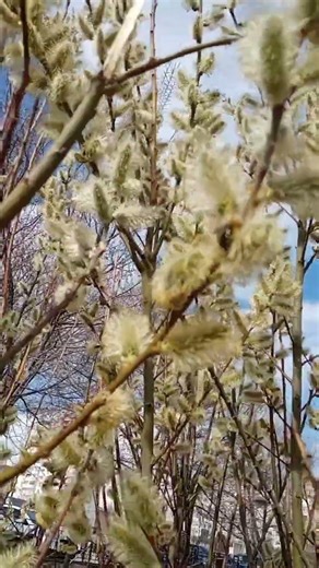 Шмель на цветущей вербе