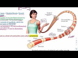 Understanding Sarcomere: The Building Block of Muscle Contraction