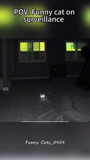 Cat Reacts to Your Voice on Security Camera