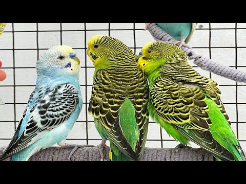 Peaceful Birdsong | Budgies & Parakeets in a Calm Aviary