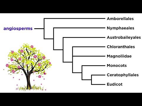 Angiosperm Diversity: Monocots and Eudicots