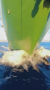 A breathtaking Hawaiian sunset 🌅 turned into a dolphin party! 🐬🎉 These playful cuties led the way, racing our boat under the golden sky and giving us the best surprise show ever! 🌊🚤🤩 #hawaii #sunset #dolphins #oceanlife #boatlife #islandvibes #alohaspirit #uncruiseadventures | Porthole Cruise and Travel