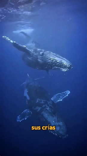 El increíble viaje de la ballena gris #ballena #oceano #animales #naturaleza