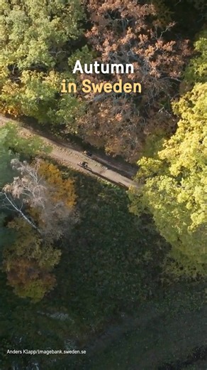 🍁 Autumn in Sweden means golden forests, crisp air and cosy fika moments. From colourful hikes to candlelit cafés and cinnamon buns, this is the season to experience Sweden at its cosiest. 🇸🇪✨ #AutumnInSweden #VisitSweden #SwedenTravel #FikaTime #ScandiVibes | VisitSweden