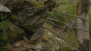 Eurasian Eagle-Owl Nesting Under a Rock – Wild Nature Footage