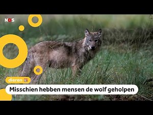 Wolf doodt wilde schapen in Nederlands park