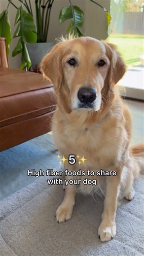 26K views · 545 reactions | High fiber foods that are healthy for both humans and dogs. Will your dog eat these? (Moderation is key. Please always consult a veterinarian if you have questions or concerns about feeding your dog these foods.) #doghealth #asmr #doglover #dogtips | goldenpup.mika | Facebook