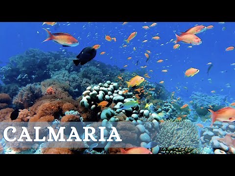 MÚSICA SUAVE - MÚSICA AMBIENTE - CALMARIA