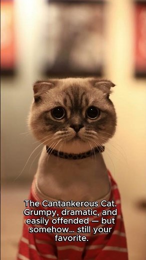 The Feline Five: 5 Cat Personality Types Explained 😺 | What Type of Cat Are You Living With?