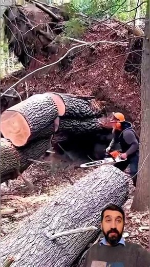 Chainsaw Operator Cutting a Tree Log 🌲🪚
