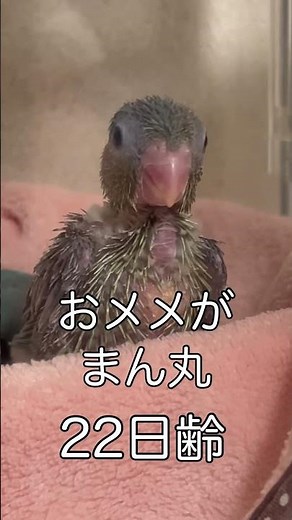 【マメルリハが出来るまで②】もう立派に