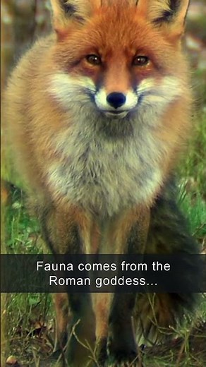 What are flora and fauna? 🦋 🌹