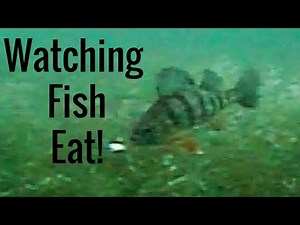 This Is What Yellow Perch REALLY Do Under the Ice