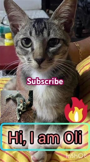 Hi I am Oli🐈😻#funnyanimal #funnycat #kitten #funnypet