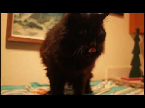 the definitive behringer v verb 2496 shytpost