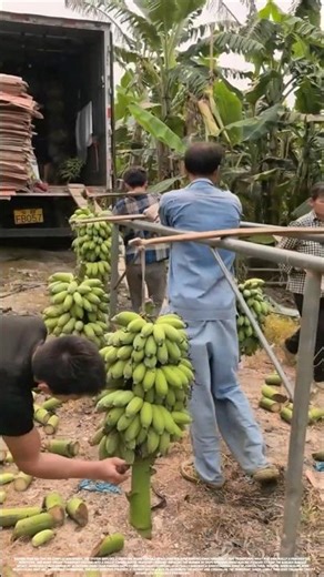 Why is this specific type of handling rack used when loading bunches of bananas onto a vehicle?