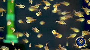 1.8K views · 16 reactions | Excited to introduce the Flame Tetra, a...