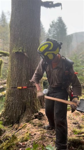 Mike Pallone on Instagram: "Down in the bottom of a pretty big yarder unit popping her open! #timber #timberfaller #pnw #logginglife lumberjack"