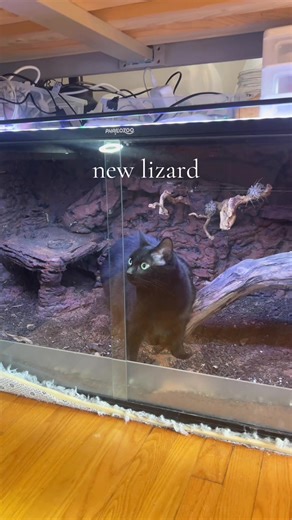 Exploring New Lizards and Unique Pets
