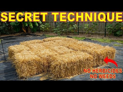 My SECRET TECHNIQUE: Use STRAW MULCH With NO Weeds Or Herbicide Danger