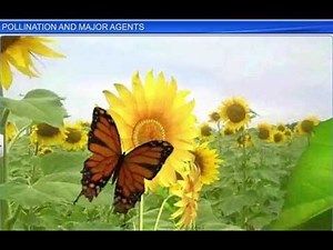 CBSE Class 12 Biology, Sexual Reproduction in Flowering Plants-3, Pollination and Major Agents