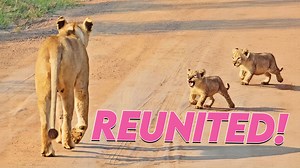 248K views · 8.7K reactions | Cute Lion Cub Begs Mom for Help + 9 More Adorable Sightings Get ready for maximum cuteness and chaos in this week’s Cute Tings compilation! Today we’re following playful lion cubs as they explore, cause trouble, beg Mom for help, steal things they shouldn’t, and melt our hearts along the way.  | Cute Tings | Facebook