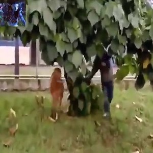 827K views · 2.5K reactions | Times of being attacked by cows #FishingLife | Fishing Life | Facebook