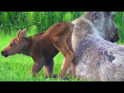 Baby Moose's Precious First Steps