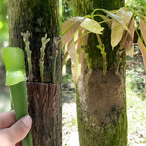 Three Multi grafting On One Mango Tree | How To Graft A Mango Tree | Rana Craft