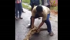 WATCH: Kerala man squeezes out 2 goats from a pythons belly!