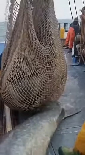 539K views · 1.1K reactions | POV: You caught a massive snake like creature | World Uncharted | Facebook