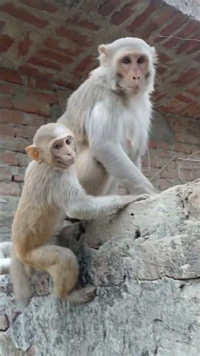 bandar baby niche utar #monkey #vlogs