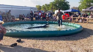 Horror moment alligator wrestler's TOE ripped off in front of shocked families