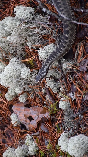HAWI Studios | Viper snake slithering away calm #viper #snake #reptile #slither #wild #nature #wildlife HA32264 | Instagram