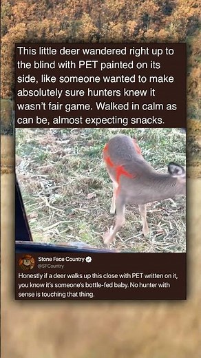 This little deer wandered right up to the blind with PET painted on its side, like someone wanted to
