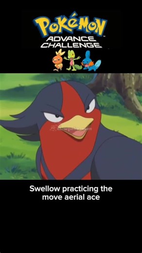 ash start training swellow after it evolve from taillow Disclaimer‼️ I do not intend to infringe on any videos or music, but rather creates highlights for my content, I ensure a proper credit is given to the rightful owner. #fyp #foryoupage #pokemon #pokemonfan #pikachu #pokemonadvanced #ashketchum #pokemonedit #pokemontiktok