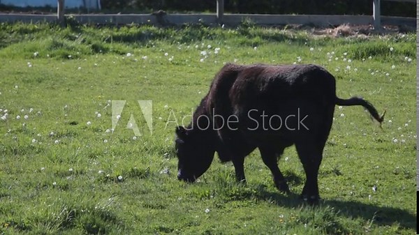 A black cow bull eating grass and grazing on a green grass field on a hot sunny summer day.