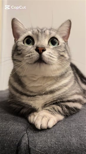 はやくナデナデしに来るにゃ、人間！ #ねこ #猫のいる生活 #猫 #cat #cats #catlover