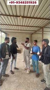 Beautiful Fancy Pigeons for Sale | Bhubaneswar Farm | Affordable Prices