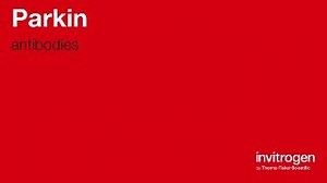 Anti-Parkin Antibodies | Invitrogen