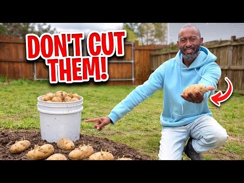 If You Plant Potatoes Like This… You’ll Harvest Buckets