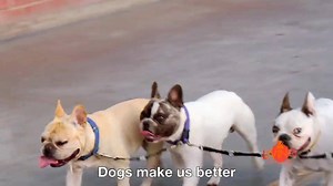 2.1M views · 5.7K reactions | When these dogs find their perfect owners, it's love at first bark. Watch the series premiere of Finding Fido, January 17 at 9/8c. | Z Living | Facebook