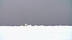 Spring has sprung, which means it's almost time to visit the floe edge. But, of all the places you can visit in the Arctic, why do we love the floe edge so much? We are a couple of very good reasons why we love to visit the floe edge ⬇️ #floeedgesafari #arcticsafari #arcticexpedition #explorearctic | Arctic Kingdom