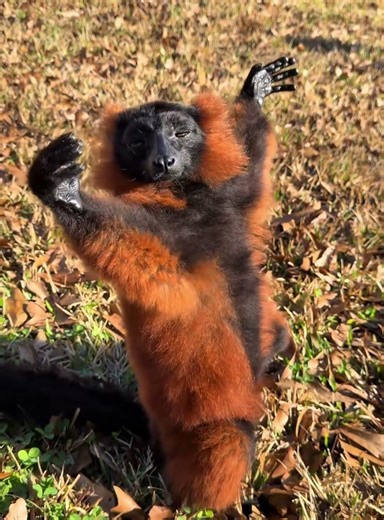 The deceptive behavior of lemurs #animals #lemur #foryou #fyp