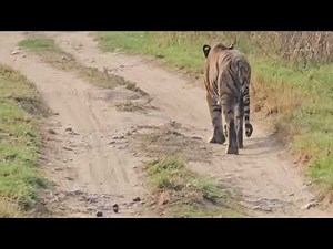 Tiger Bhola strolling defecating Jim Corbett National Park rare video anil jain ajmer
