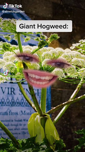 Dont worry Taylor, Giant Hogweed is the real problem round here! 🍃 Simply touching it will leave you with third degree burns as it strips your skin of its natural protection to the suns UV! #taylorswift #midnights #taylorsversion #poisongarden #poison #hogweed #gardening #fyp #fypシ #foryou #hazmat #antihero #northumberland #thepoisongarden #alnwickgarden