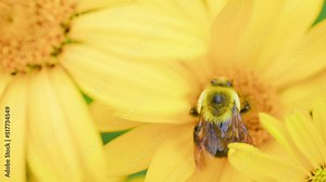 Bee pollinates yellow flower in the summmertime. Large carpenter bee along with bumblebees and other species of bees collect nectar in the morning. Shot in 4k slow motion.