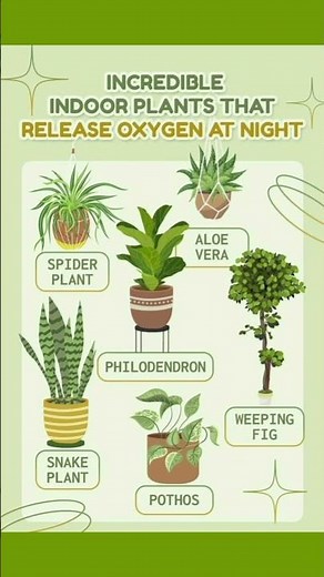 Oxygen releasing indoor plants | Air purifying plants | Houseplants that clean air #indoorgardening